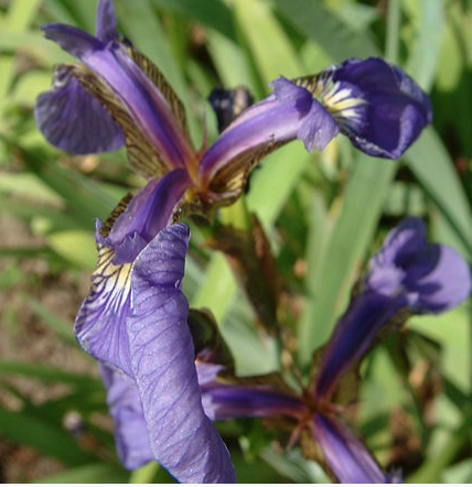 Iris Setosa