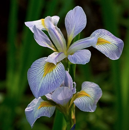 Iris Virginica
